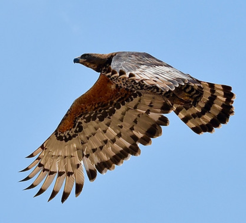 stephanoaetus coronatus