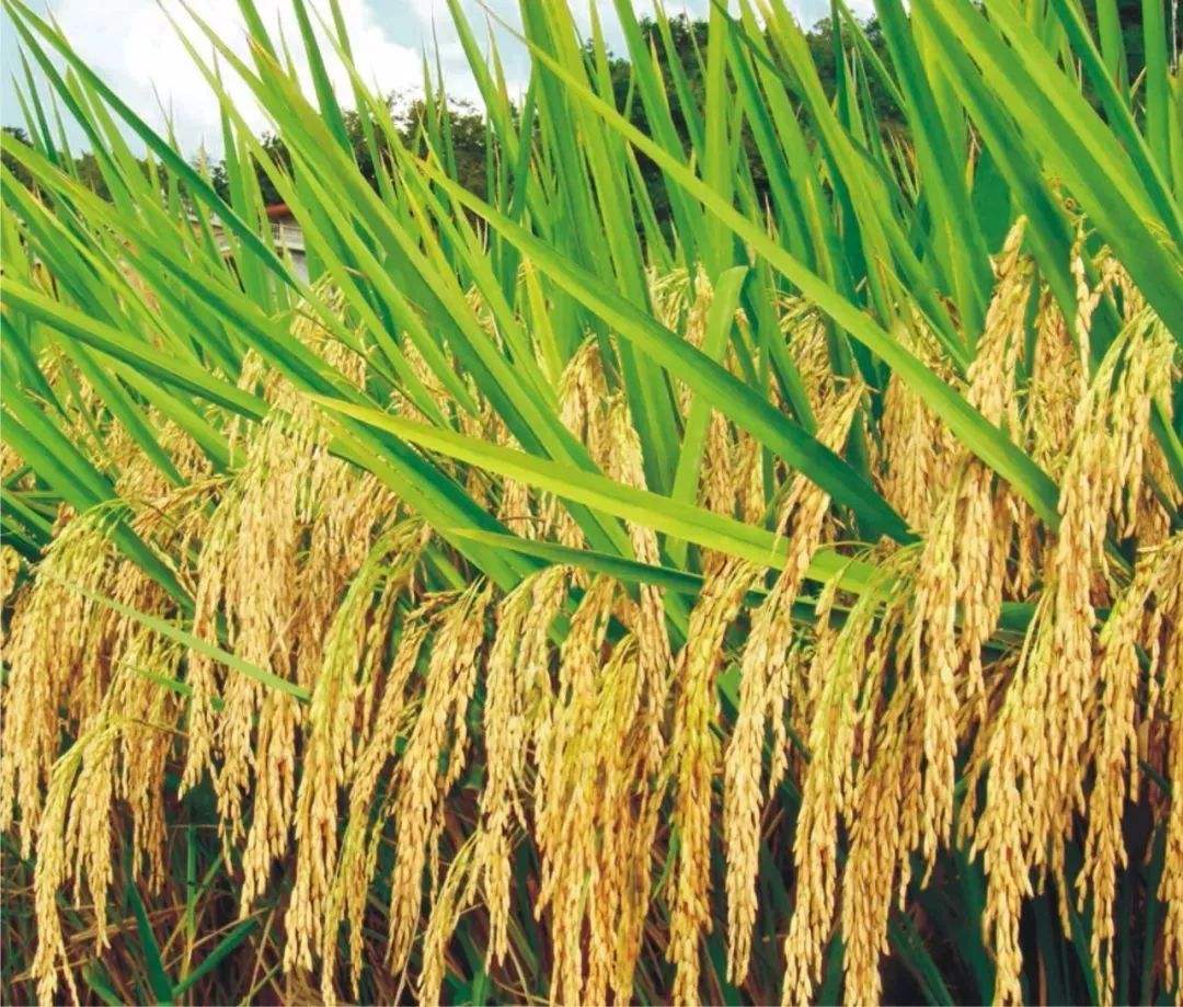 id="tyv3mtujpxpq">一种采用高新技术杂交培育的高产水稻 /span> sup