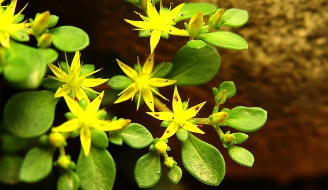 p>东南景天(学名: i>sedum alfredii /i> hance)是景天科,景天属植物