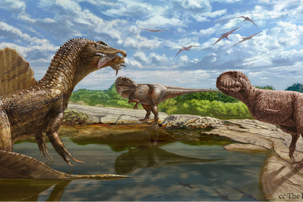 1d3">鲨齿龙属下目前包含两个物种,分别为撒哈拉鲨齿龙和伊吉迪鲨齿龙