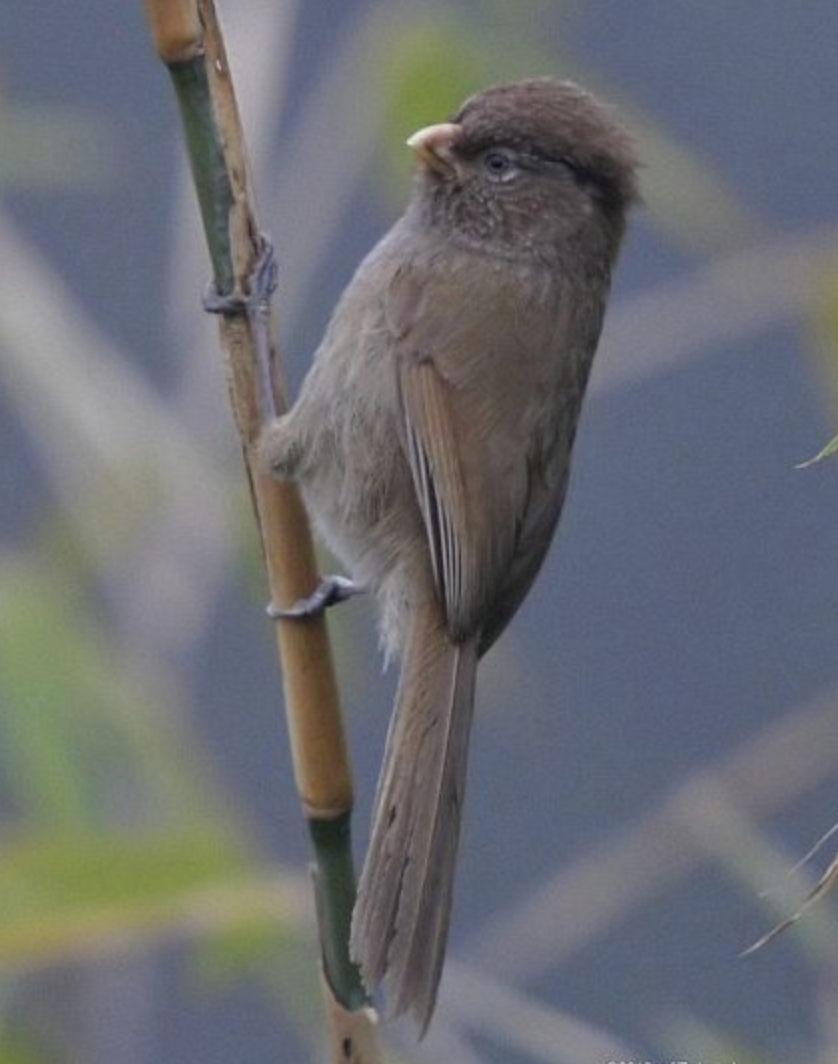  p>三趾鸦雀(学名: i>cholornis paradoxus /i>)是莺科,鸦雀属小型