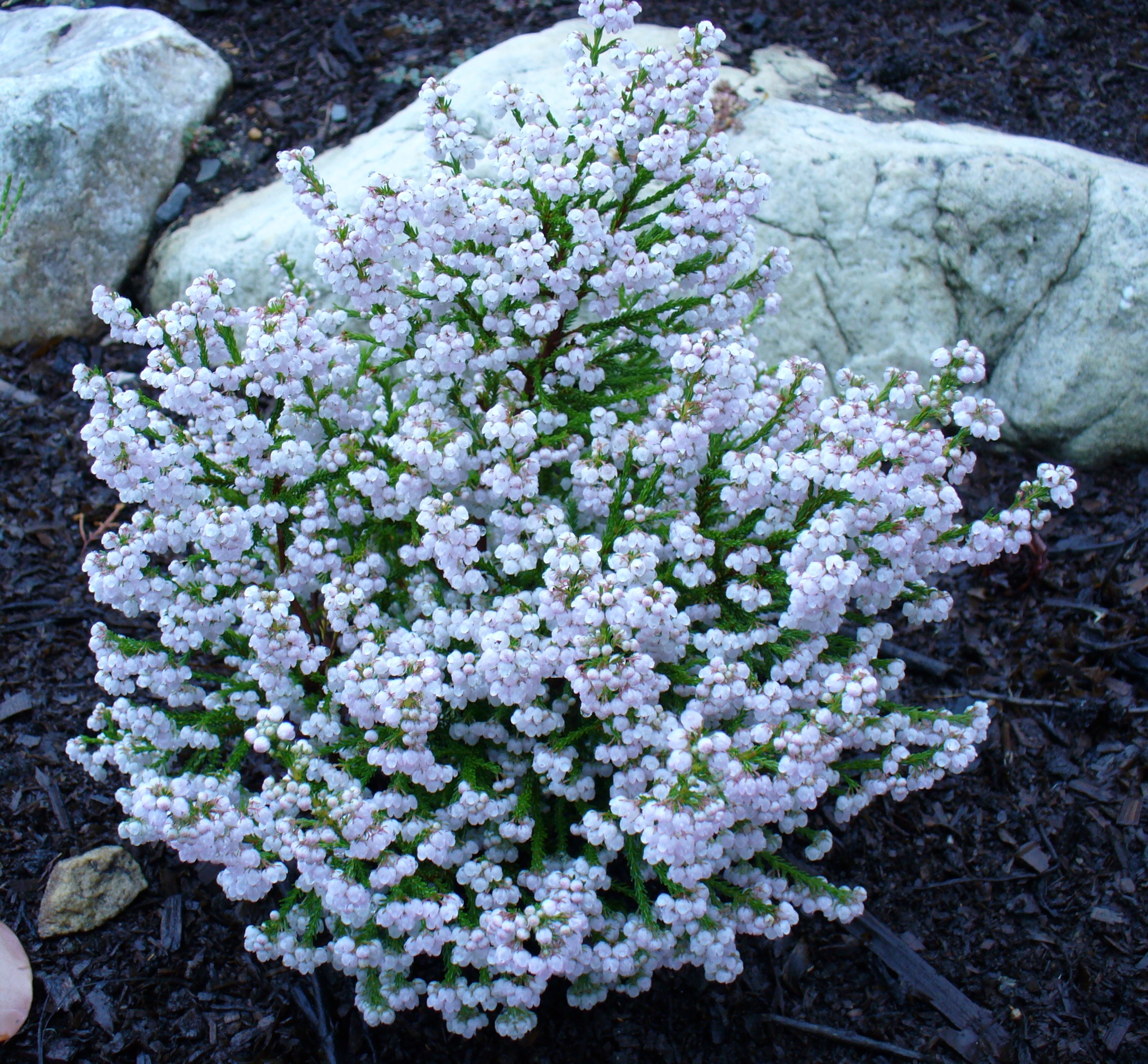 salter):是杜鹃花目,杜鹃花科,欧石南属的常绿灌木类植物.