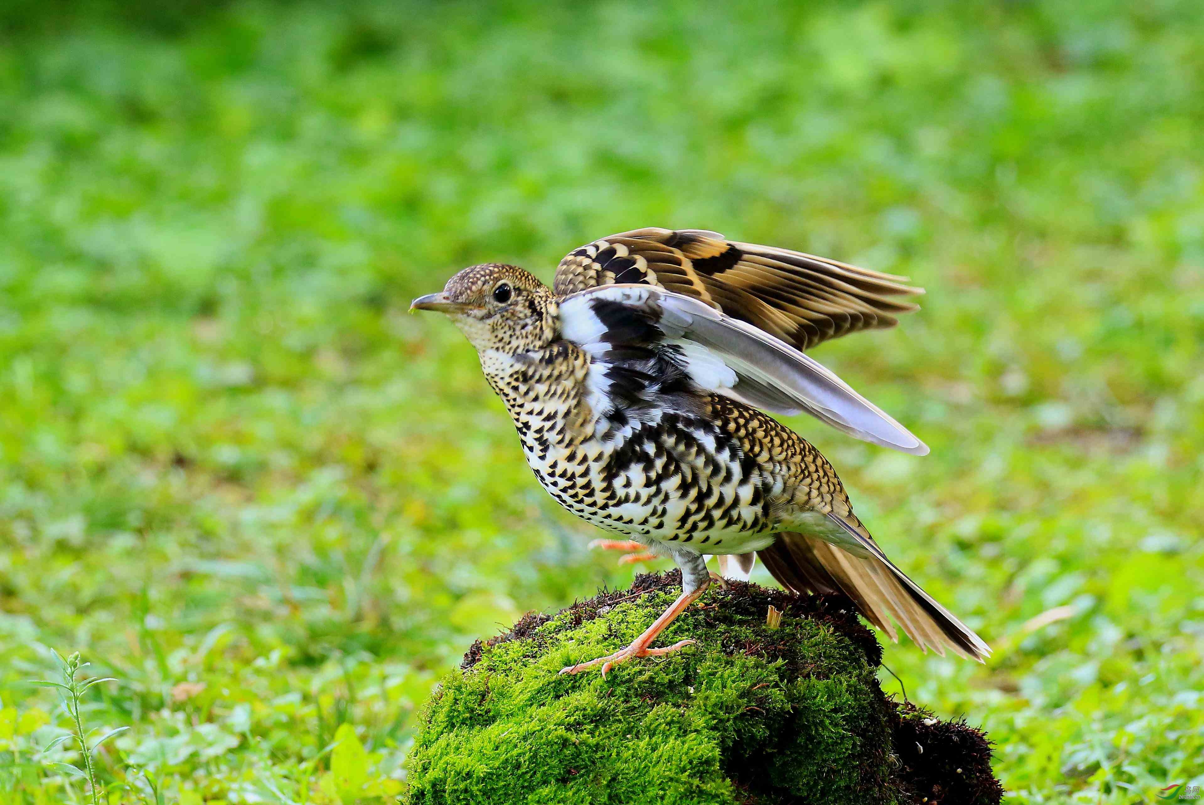 虎斑地鸫西南亚种