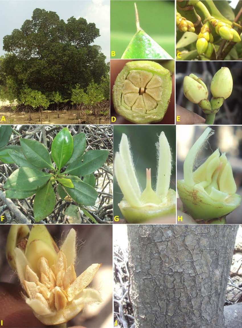 是红树科,红树属植物.