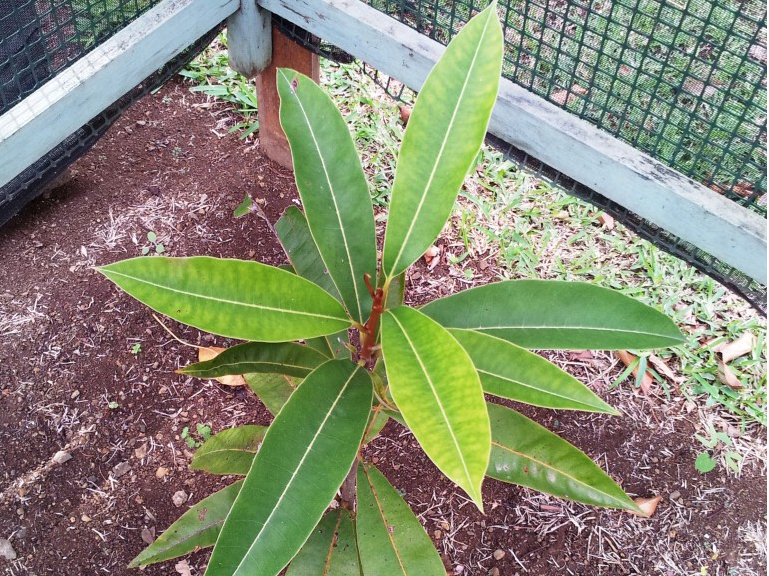  p>渡渡榄(学名: i>sideroxylon grandiflorum /i>;英文名:dodo tree)