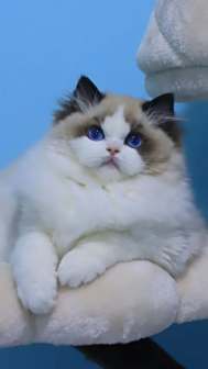 布偶猫图片