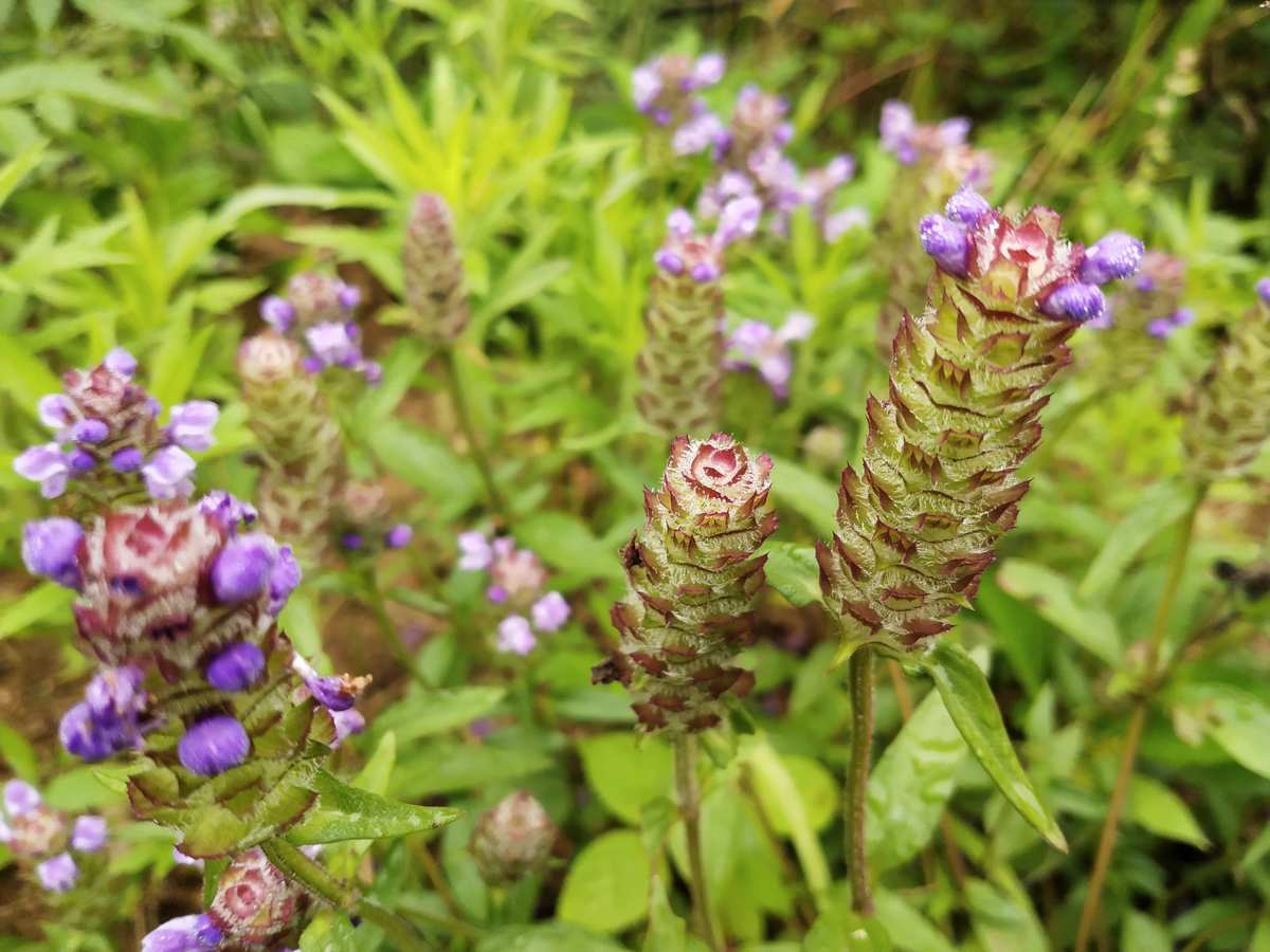  p data-id="txw4iv3qqwfz">夏枯草( i>prunella vulgaris /i> l.