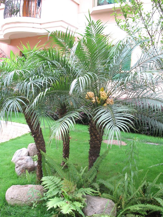  p data-id="gnbxtyossa">软叶刺葵(拉丁学名:phoenix roebelenii o.