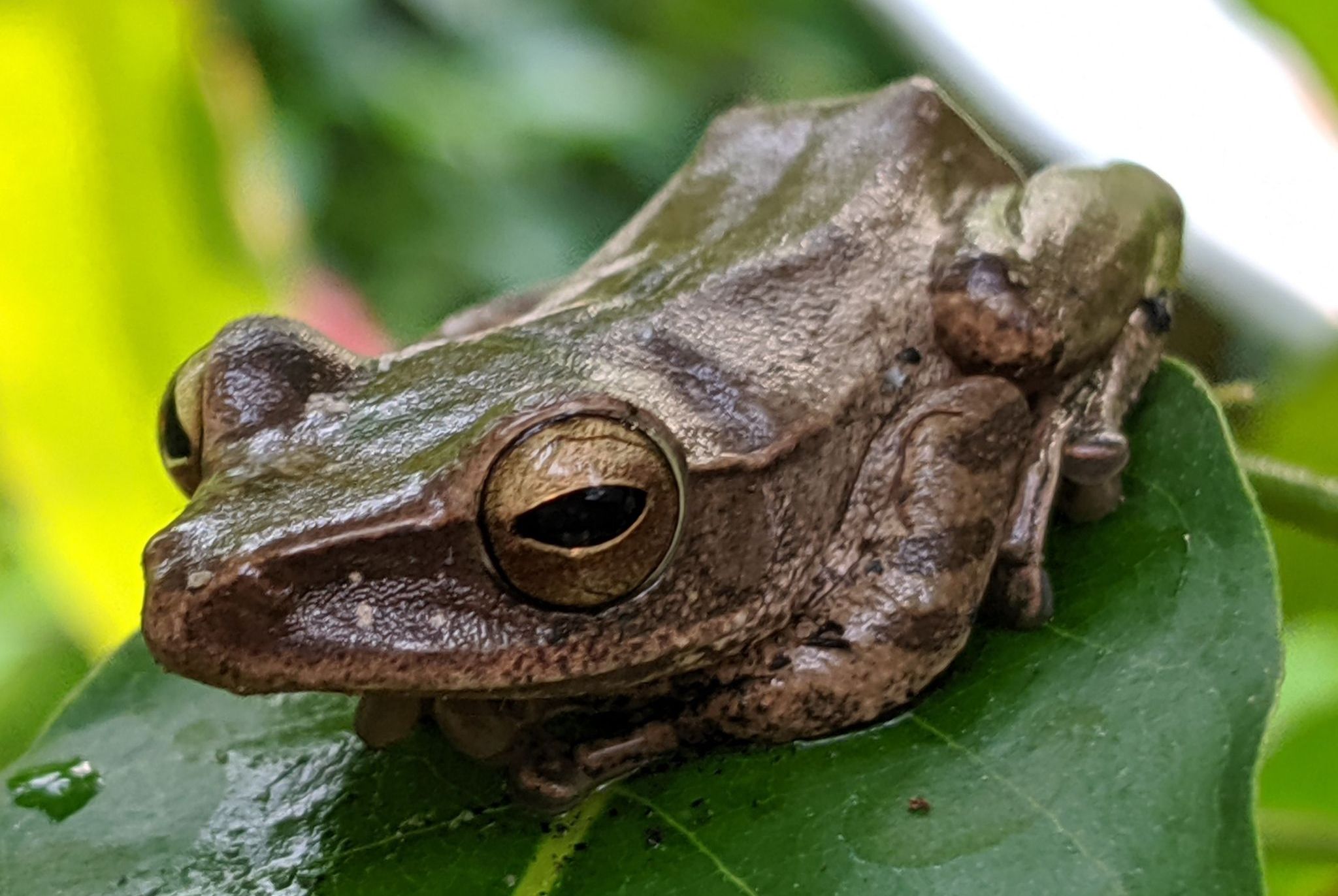 树蛙(学名: i>polypedates megacephalus /i>)是树蛙科,泛树蛙属的 a