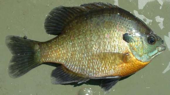  p>蓝鳃太阳鱼(学名: i>lepomis macrochirus /i>)是太阳鱼科,太阳鱼