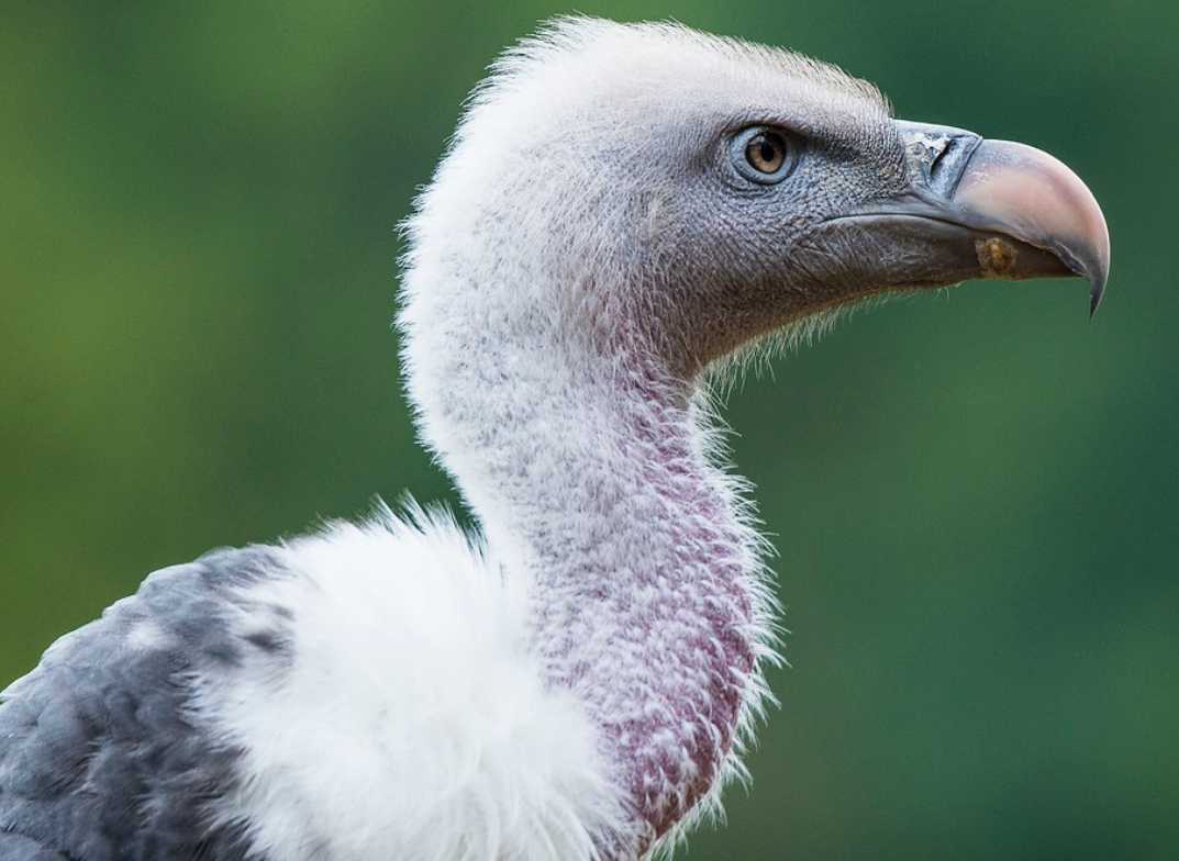  p>黑白兀鹫(学名: i>gyps rueppellii /i>):是鹰科,兀鹫属的一种大型