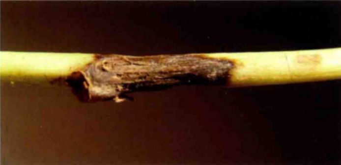 甘薯黑斑病病苗