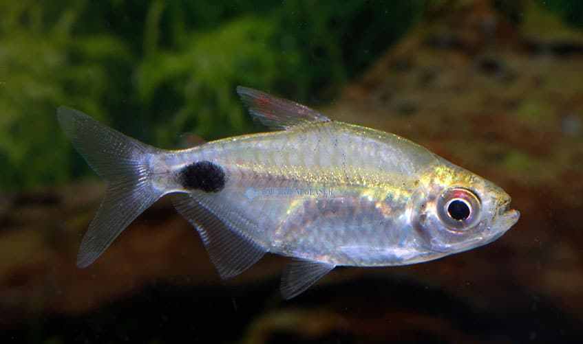 脂鲤科(脂鲤科热带鱼)