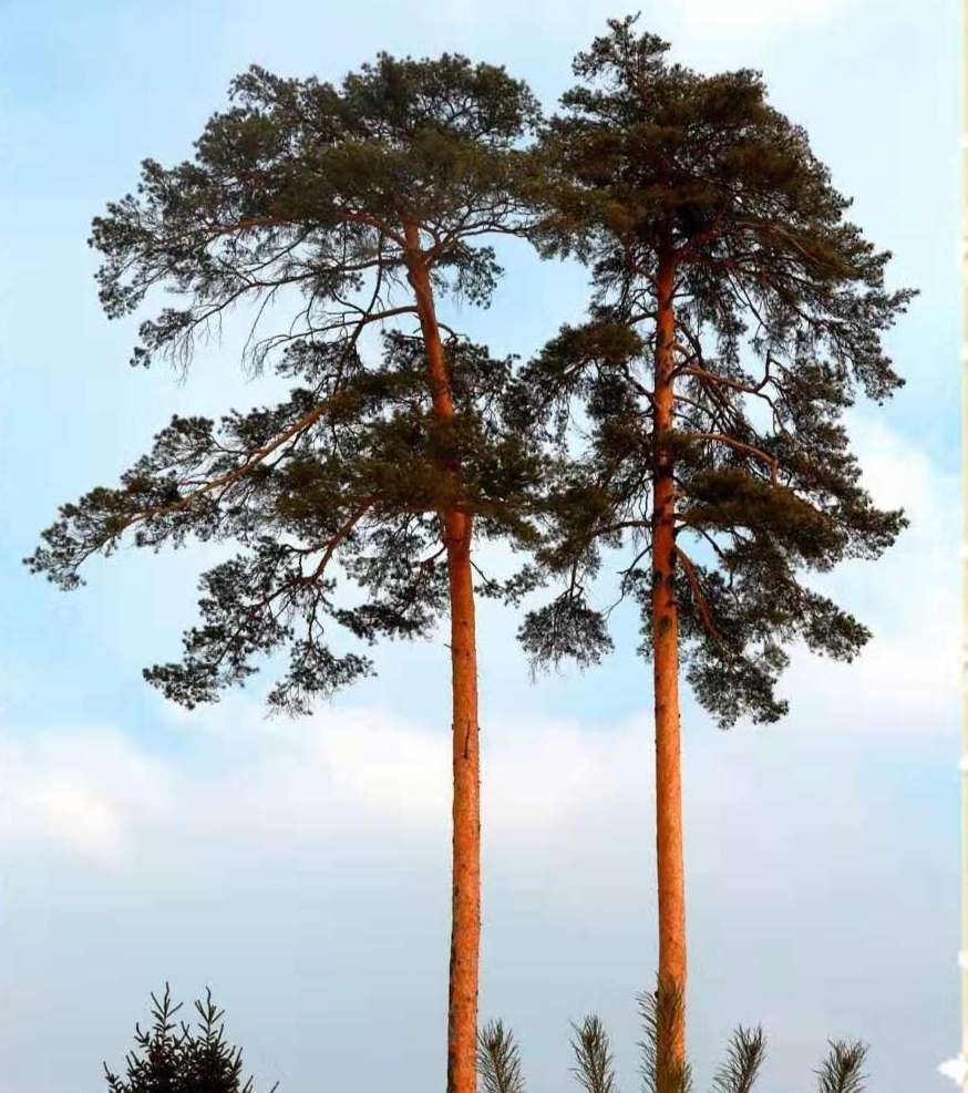 pinus sylvestris