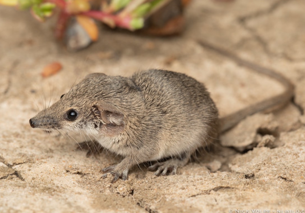  p data-id="tztsjl9fkq5q">北澳侏袋鼬(学名: i>planigale ingrami 