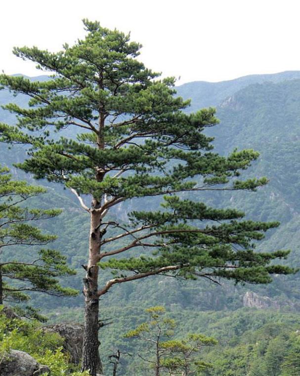 是松科松属乔木.