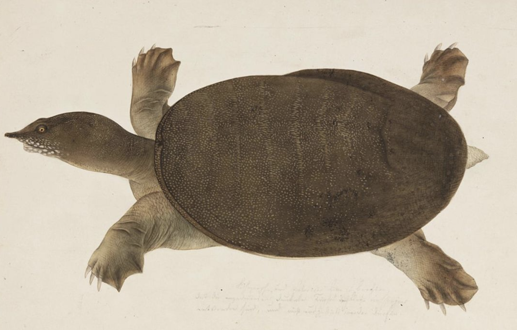  p>鳖(学名: i>pelodiscus sinensis /i>)是鳖科,鳖属动物.