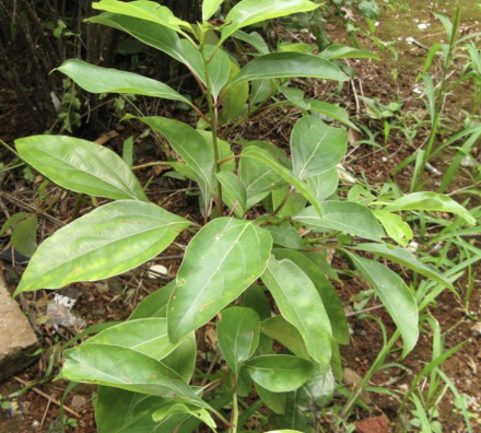香樟木（樟科植物）_百度百科