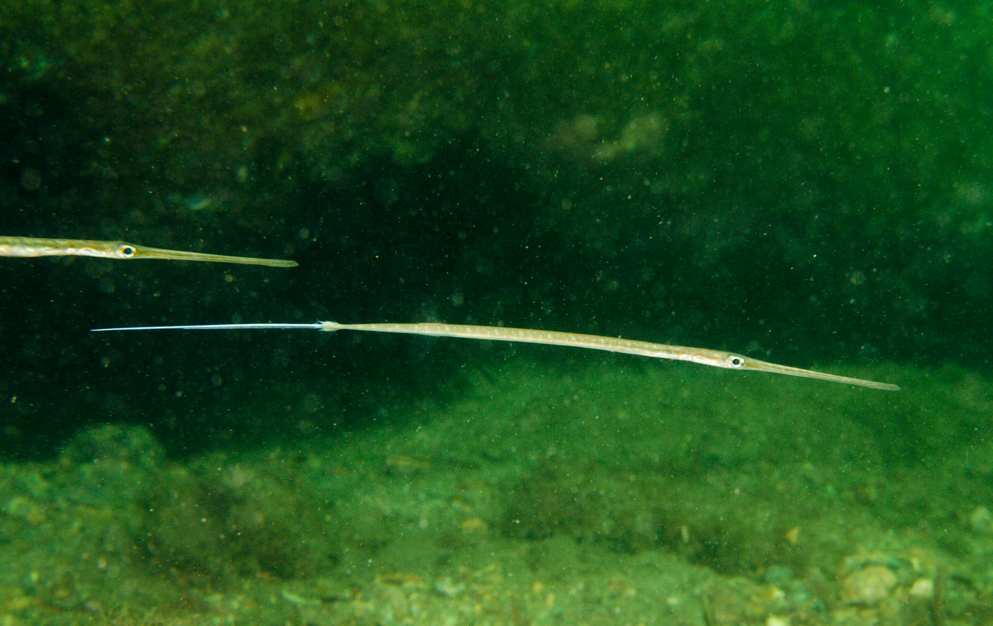  p>鳞烟管鱼(学名: i>fistularia petimba /i>)是烟管鱼科,烟管鱼属的