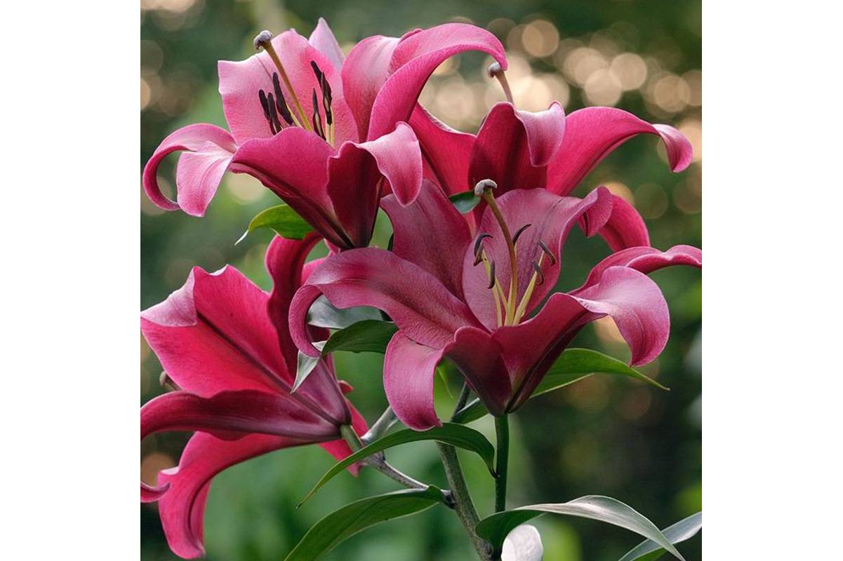 红色宫殿(palazzo), a target="_blank" href="/item/百合科/1838810"