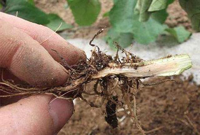  p>茄子根腐病是由茄病镰刀菌引起,发生在茄子上的病害.