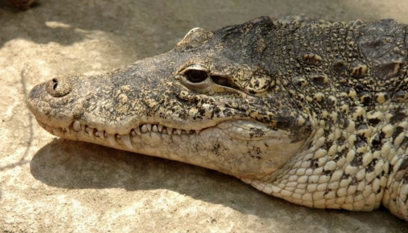  p>古巴鳄(学名: i>crocodylus rhombifer /i>)是鳄科,鳄属的一种鳄鱼