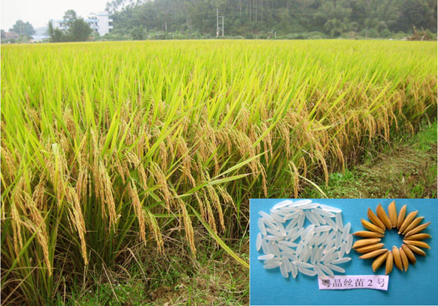 苗2号是 a target="_blank" href="/item/广东省农业科学院水稻研究所