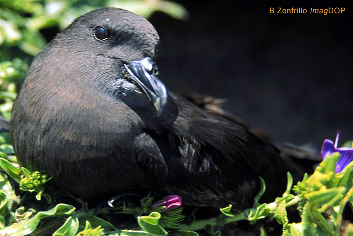 ">脊椎动物亚门 /a>, a target="_blank" href="/item/鸟纲/1194548"