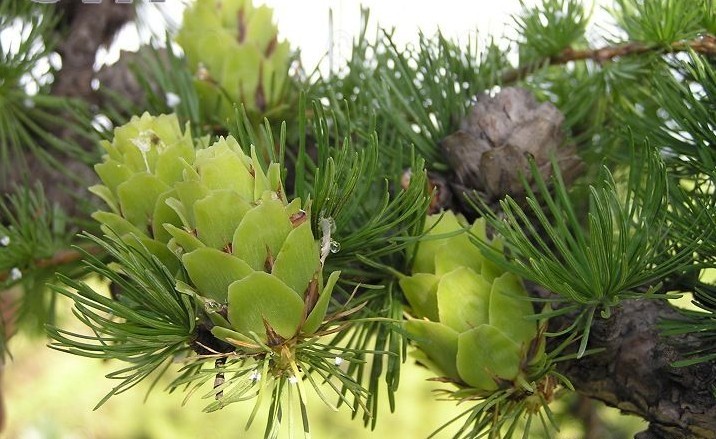  p>黄花落叶松(学名: i>larix olgensis /i> henry)是松科,落叶松属大