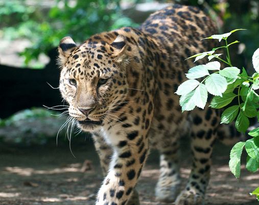 panthera pardus orientalis