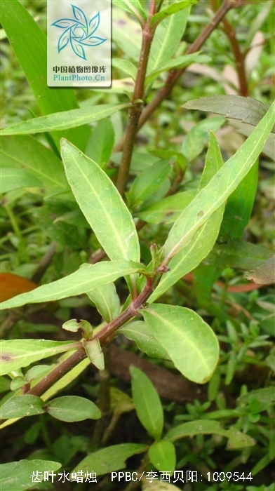  p>齿叶水蜡烛,是唇形科, a href="#" data-lemmaid="2418795">水蜡烛