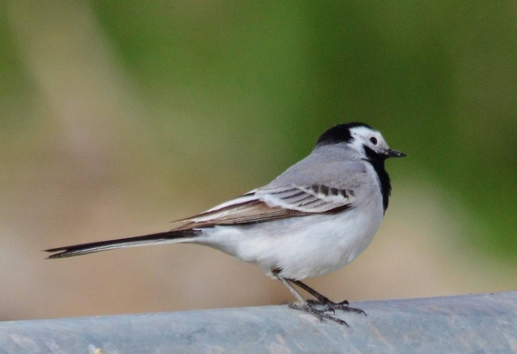  p>日本鹡鸰(学名: i>motacilla grandis /i>):体长约20厘米.