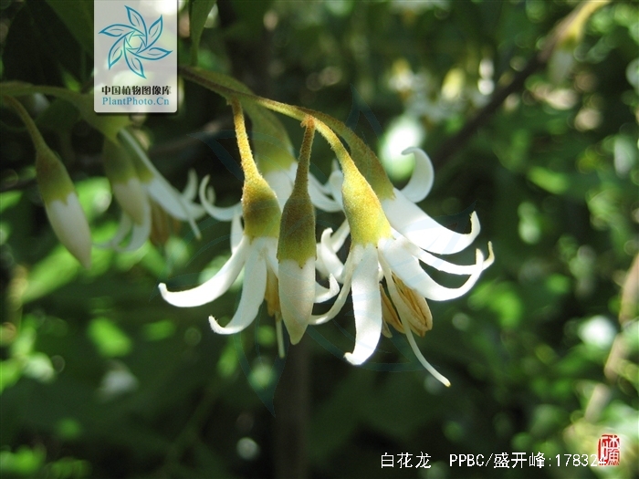  p>白花龙(学名: i>styrax faberi /i> perk.