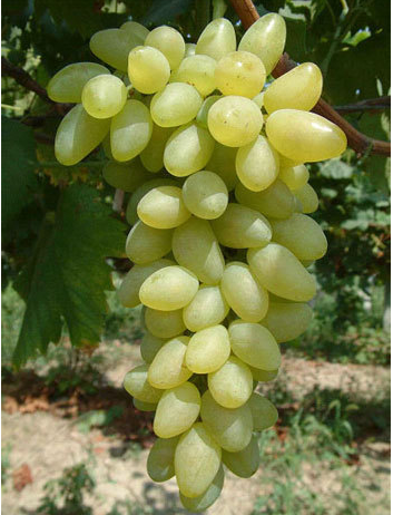  p> a href="#">白香蕉葡萄 /a>白香蕉葡萄属欧美杂交种,是一种品质