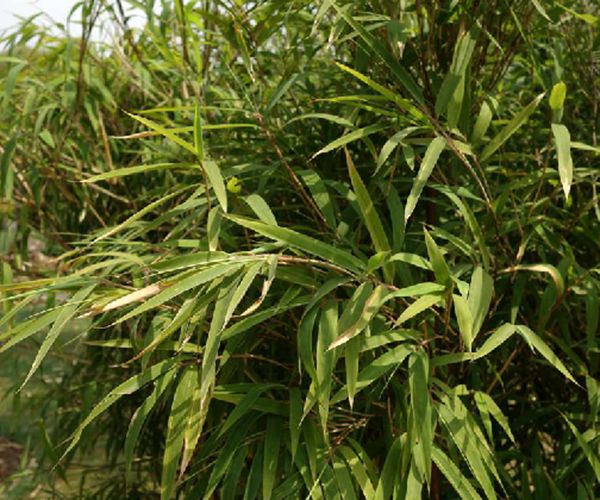  p>棉花竹(学名: i>fargesia fungosa /i> yi)是禾本科,箭竹属 a