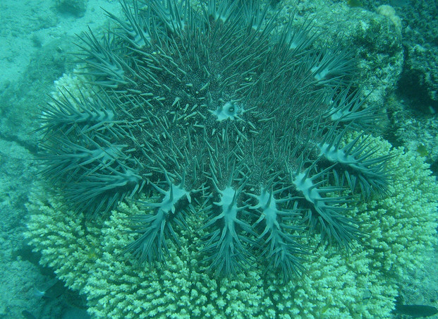  p>棘冠海星(学名: i>acanthaster planci /i>):个体大,从体盘辐射的 