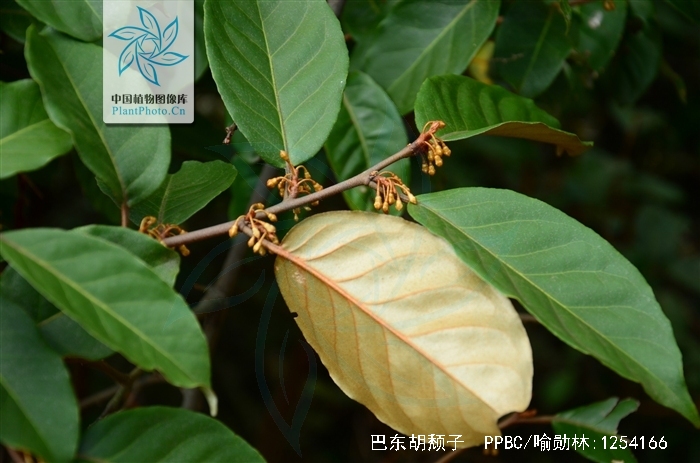  p>巴东胡颓子,别名: a target="_blank" href="/item/铜色叶胡颓子