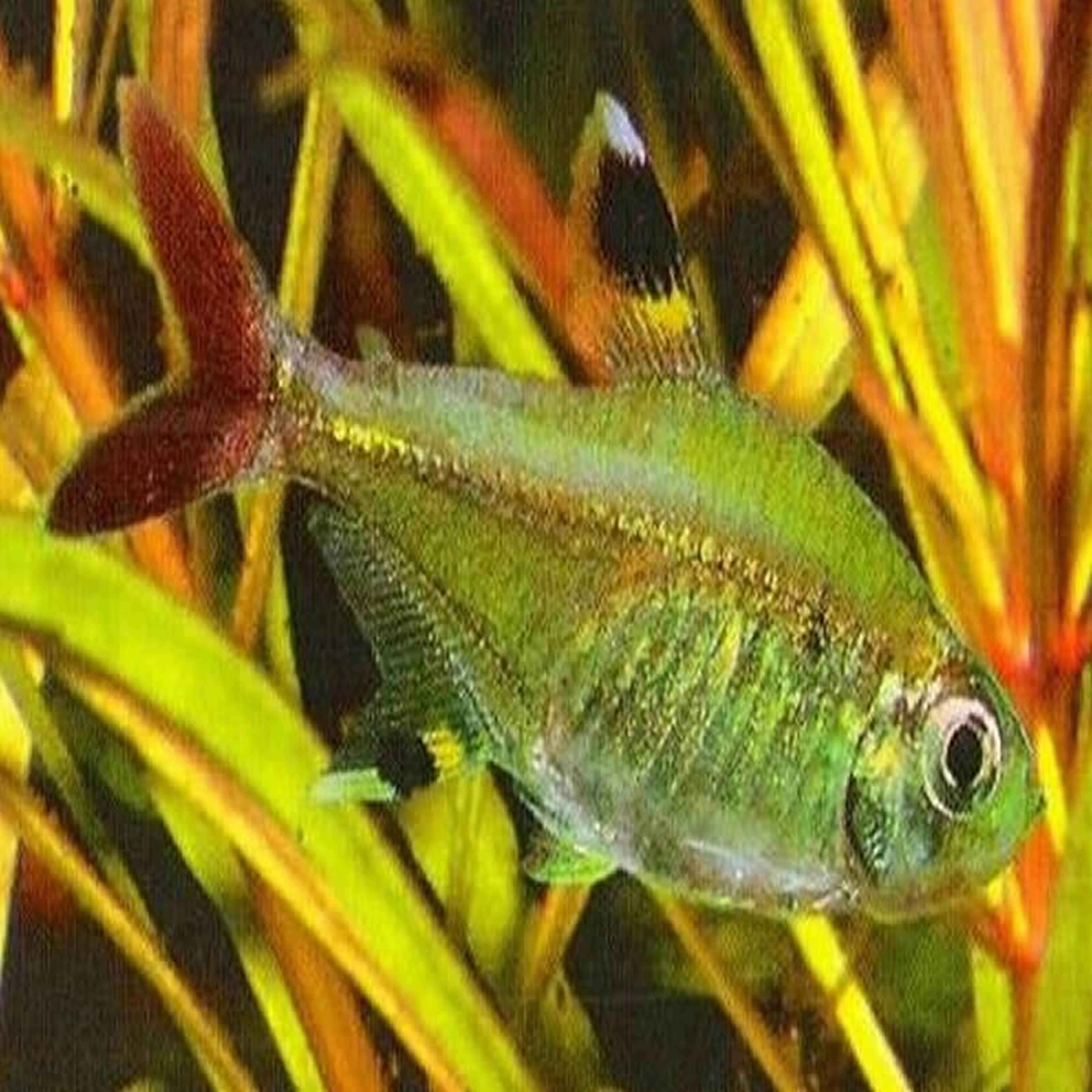  p> a href="#" data-lemmaid="1532820">玻璃扯旗鱼 /a>又名黄扯旗鱼