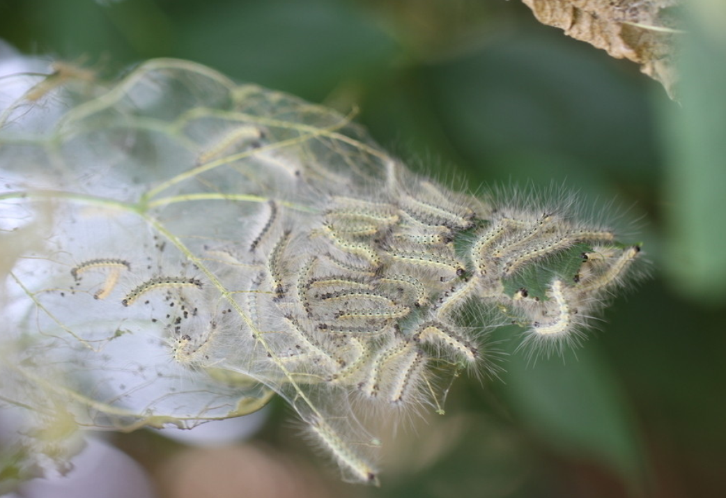  p>美国白蛾(学名: i>hyphantria cunea /i>)是灯蛾科,白蛾属蛾类,为