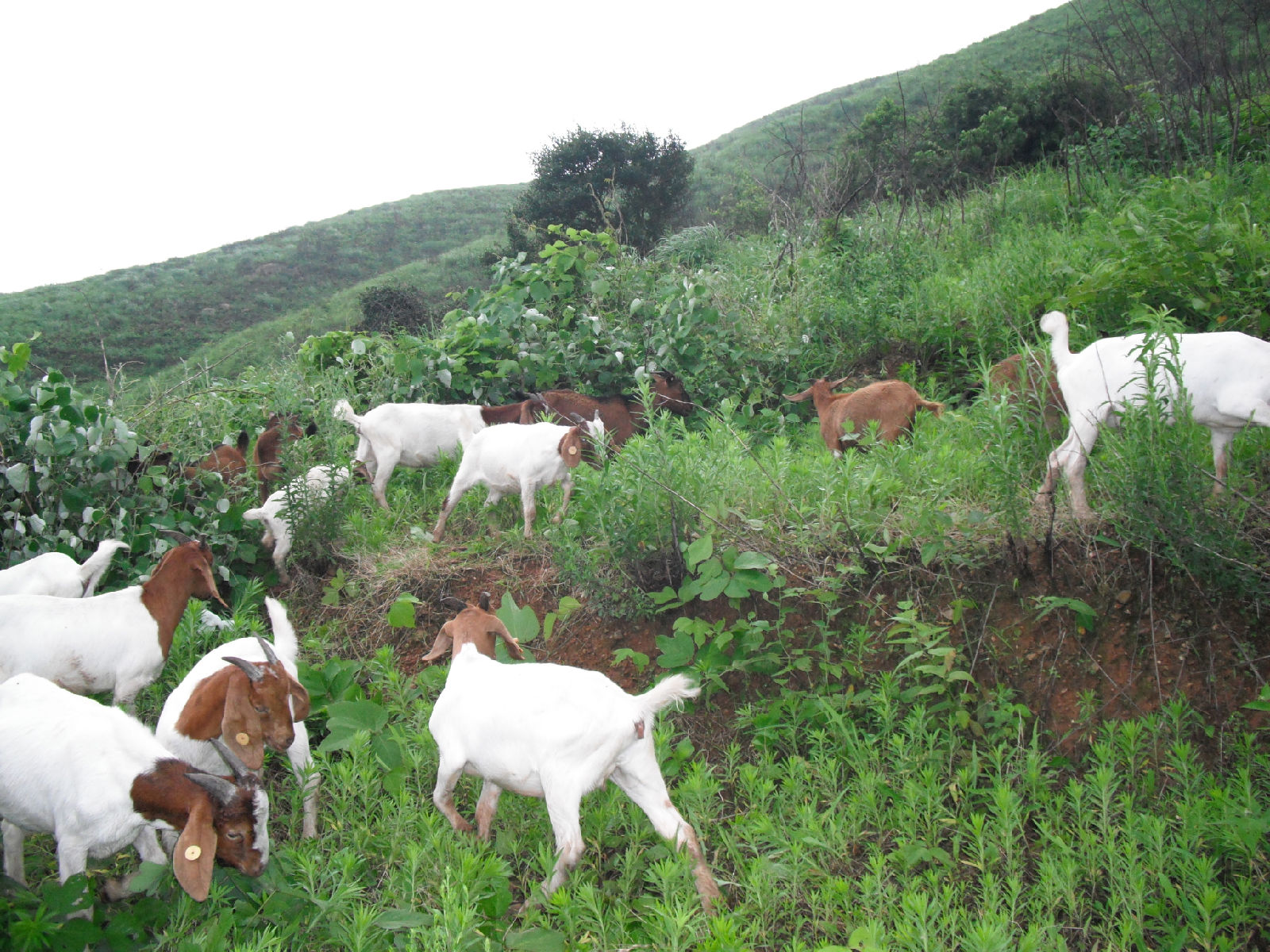  p>奶山羊,是乳用品种的 a href="#" data-lemmaid="620683">山羊 /a>