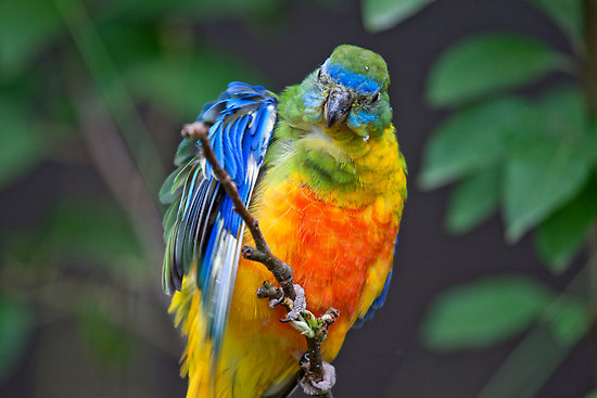  p>红胸侏鹦鹉(学名:micropsitta bruijnii)共有4个亚种,是鹦鹉科中