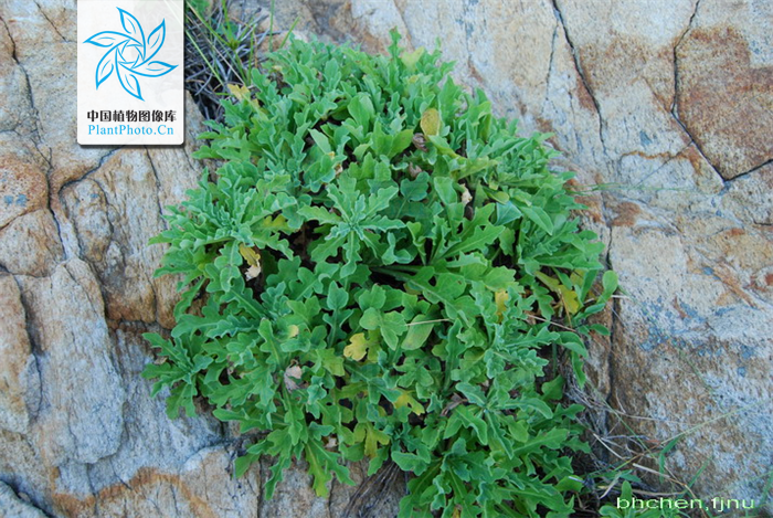  p data-id="gnwt8nykvm">假还阳参(学名: i>crepidiastrum