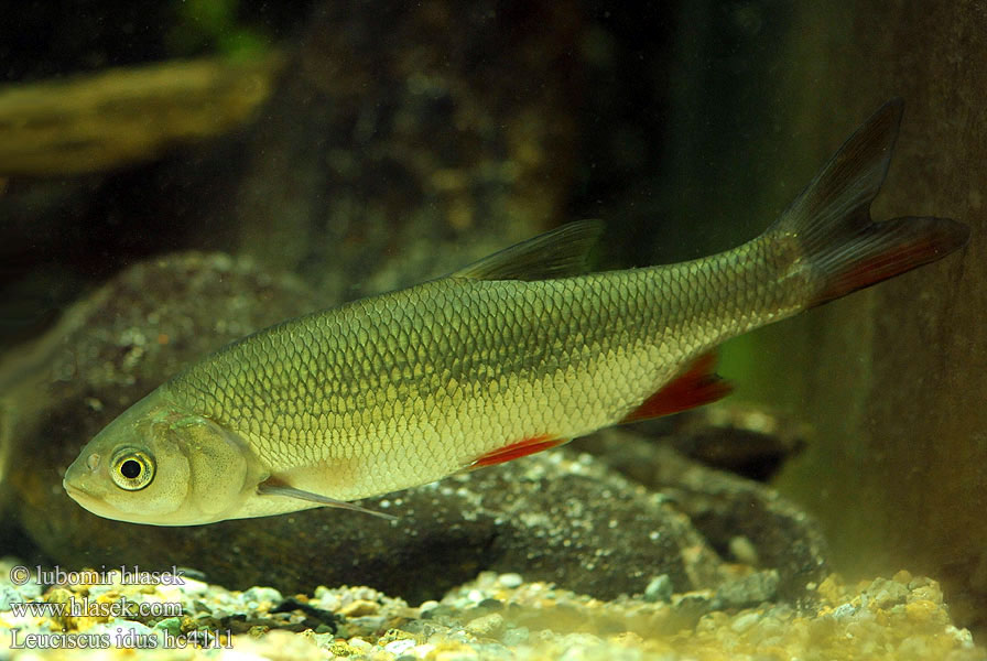  p>高体雅罗鱼是 a target="_blank" href="/item/鲤科/1909593" data