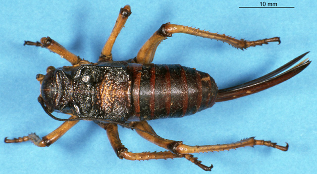 href="#" data-lemmaid="15717170">硕螽科 /a>棘颈螽属的一种大型 a