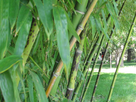 斑竹（禾本科刚竹属竹类植物）_百度百科