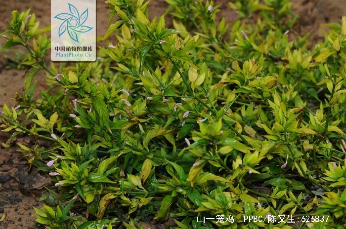 为爵床科山一笼鸡属植物山一笼鸡 i>gutzlaffia aprica /i> hance的根