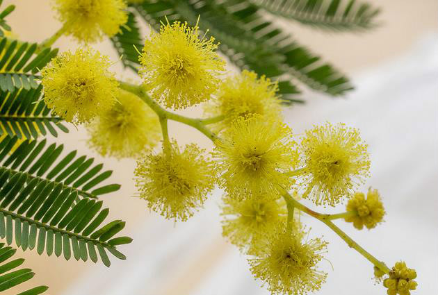  p>银荆(学名: i>acacia dealbata  /i>link),被子植物豆科 a href="