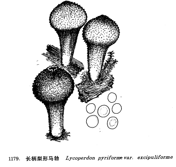  p>梨形马勃俗称灰包,马蹄包,马粪包,马屁泡,灰薛,牛屎燕,马挖,地烟