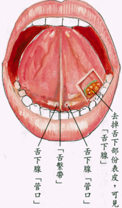 舌下腺(sublingualgland)较小,扁长圆形,位于口腔底舌下襞的深面,导管