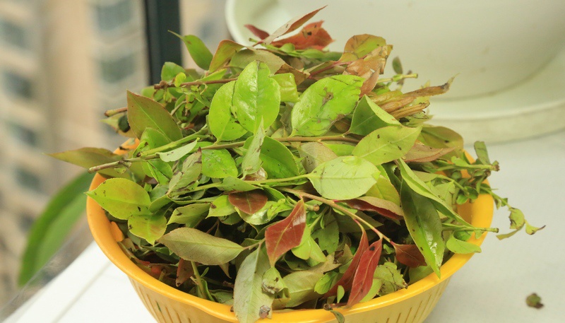  p>乌稔树叶子清理冲洗,切碎加入水放置一天,让叶子里的汁液充分析出.